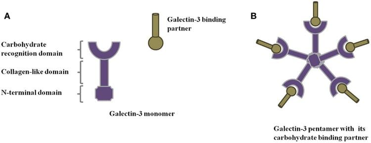 Galectin-3 Frontiers Extracellular Galectin3 in Tumor Progression and