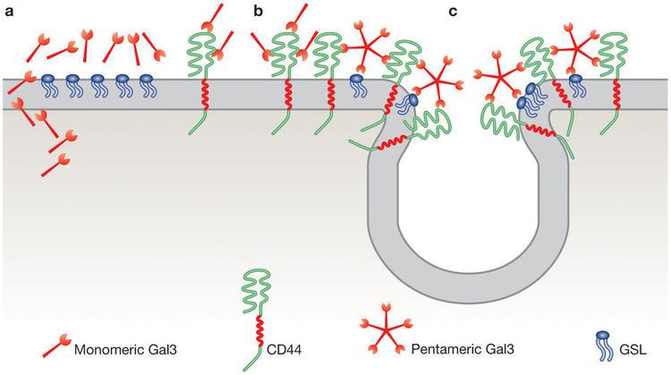 Galectin-3 A model for CLIC endocytosis driven by galectin3 Gal3