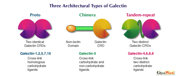 Galectin-3 HYPERTROFIC CARDIOMIOPATHY ROLE OF GALECTIN 3
