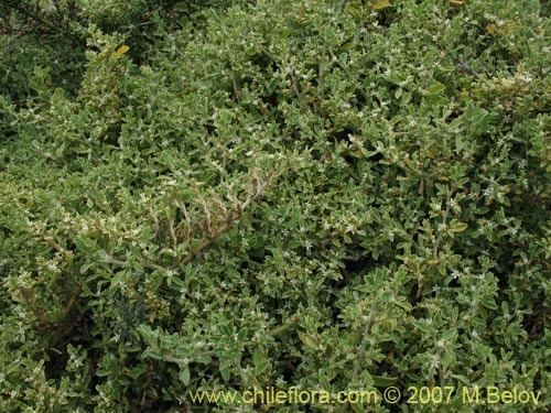 Galenia Description and images of Galenia secunda a native Chilean plant