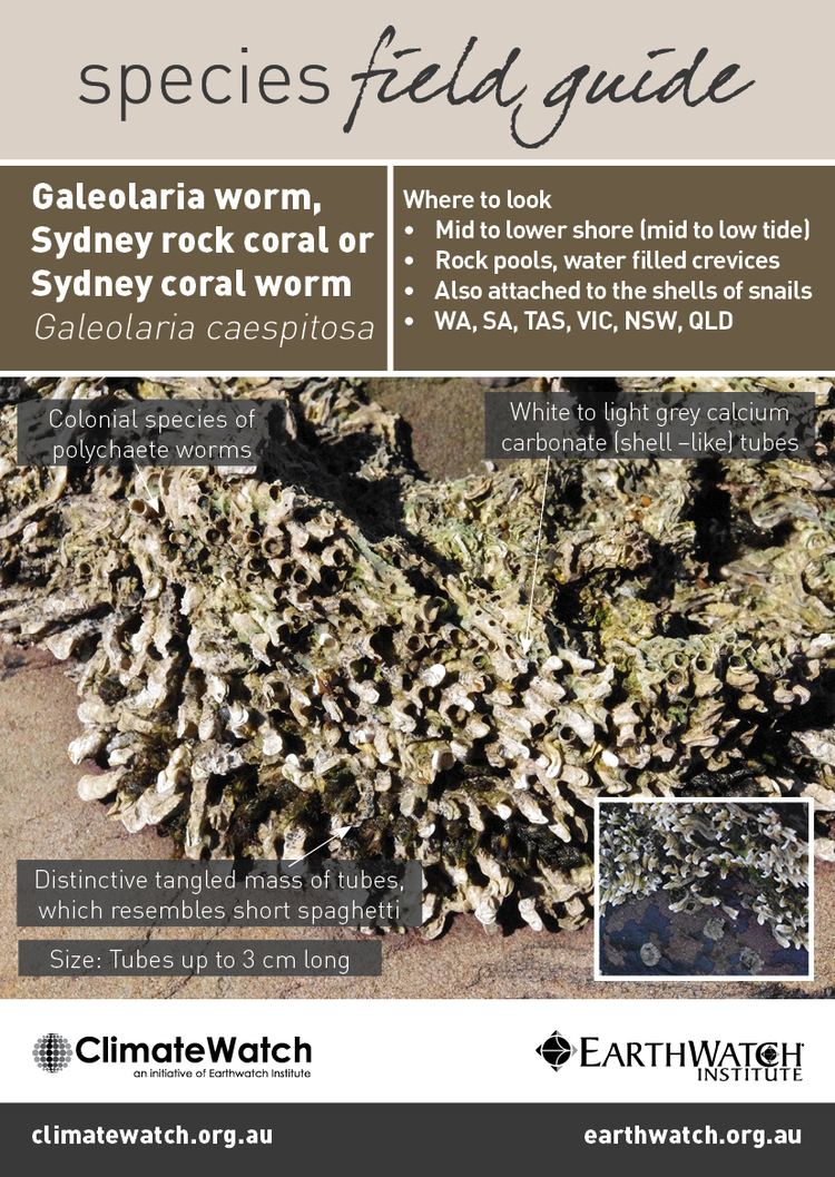 Galeolaria Galeolaria worm ClimateWatch
