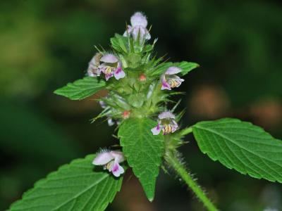 Galeopsis bifida Digital Atlas of the Virginia Flora Galeopsis bifida Boenn