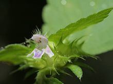 Galeopsis bifida httpsuploadwikimediaorgwikipediacommonsthu