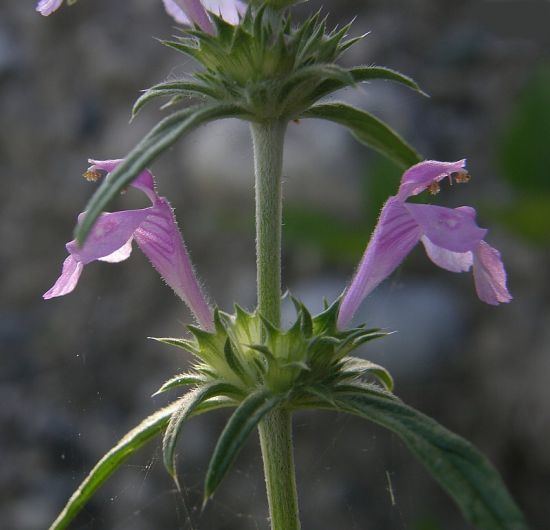 Galeopsis ladanum var. angustifolia Galeopsis angustifolia Ehrh ex Hoffm narrowleaf hempnettle
