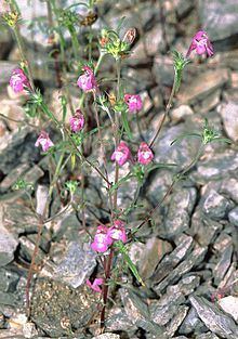 Galeopsis ladanum var. angustifolia httpsuploadwikimediaorgwikipediacommonsthu