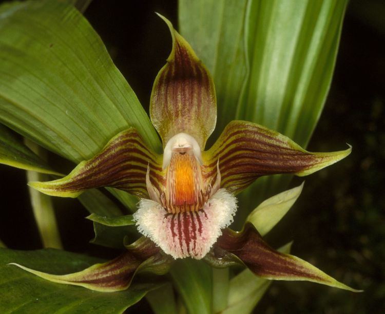 Galeottia wwworchidspeciescomorphotdirgalegrandiflorajpg