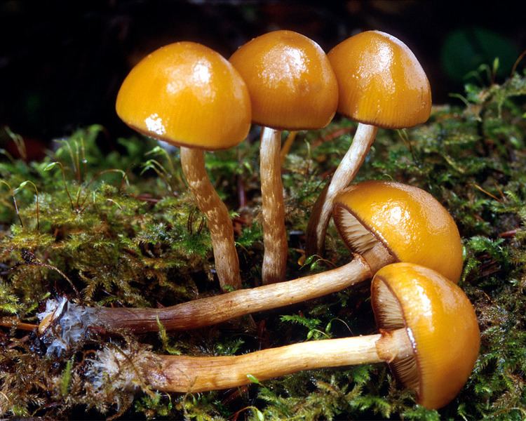Galerina marginata California Fungi Galerina marginata