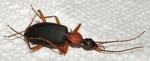 Galerita bicolor httpsuploadwikimediaorgwikipediacommonsthu