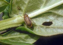 Galerucella calmariensis httpsuploadwikimediaorgwikipediacommonsthu