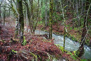 Gales Creek (Oregon) httpsuploadwikimediaorgwikipediacommonsthu