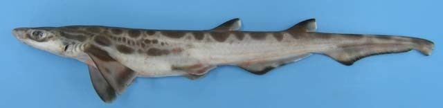 Galeus Fish Identification