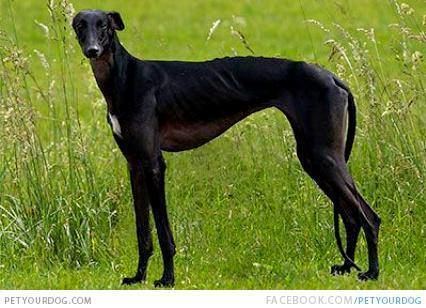 Galgo Español 1000 images about Galgo on Pinterest Greyhound puppies Greyhound