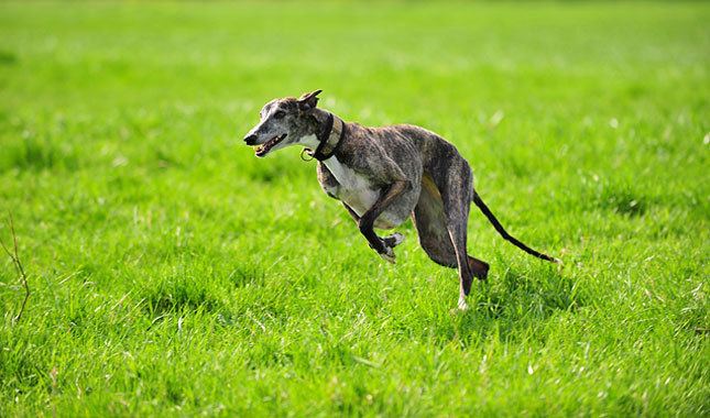 Galgo Español Spanish Greyhound Dog Breed Information