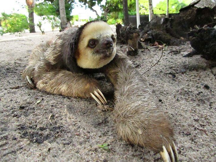 Galibi, Suriname Mr Sloth at Galibi Nature Reserve Suriname Animals Pinterest