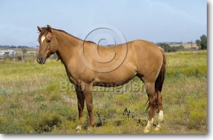Galiceno Bob Langrish Equestrian Photographer Images