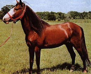 Galiceno Today39s Horse Facts The Galiceno Horse Facts by Marsha Hubler