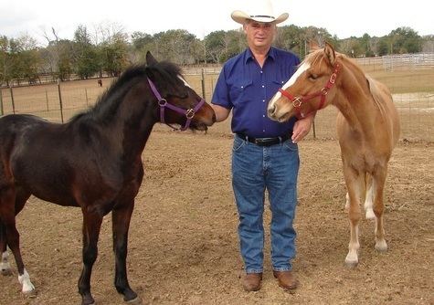 Galiceno Galicenos of Suwannee Horse Ranch Galiceo Horses