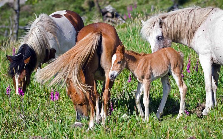 Galician horse Galician pony Ray Cannon39s travel blog