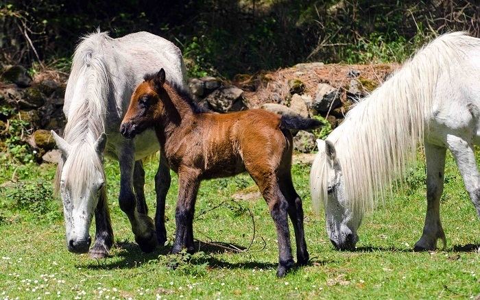 Galician horse Galician Horse Information Origin History Pictures Horse Breeds