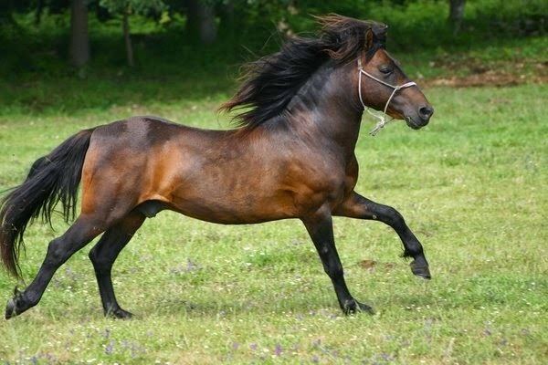 Galician horse 