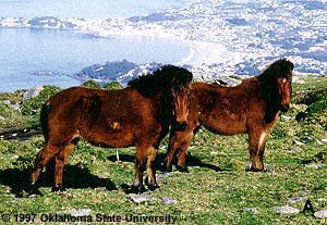 Galician horse Breeds of Livestock Galician Pony Breeds of Livestock