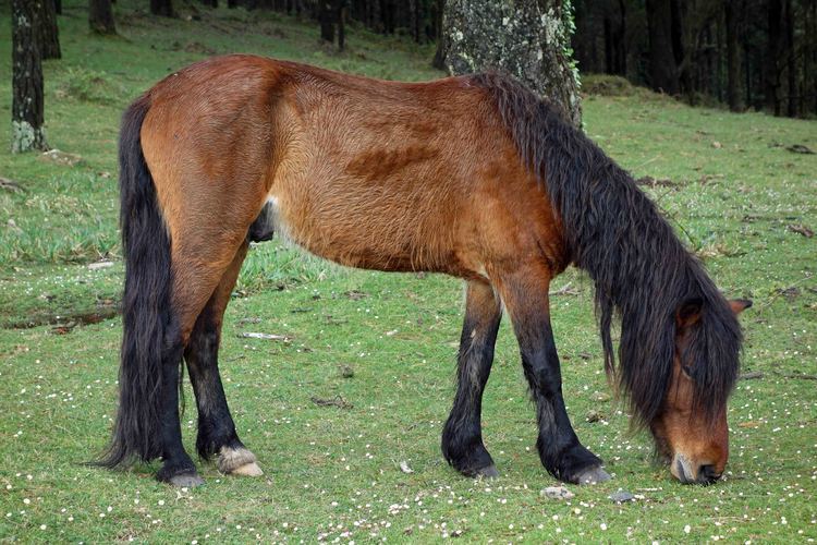 Galician horse httpsrcannon993fileswordpresscom201506gal