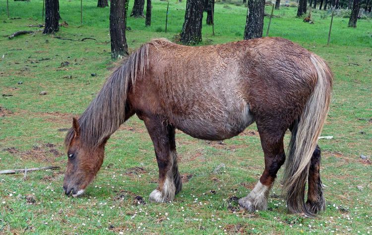 Galician horse Galician ponies an ancient breed adapted to life on the hills Ray