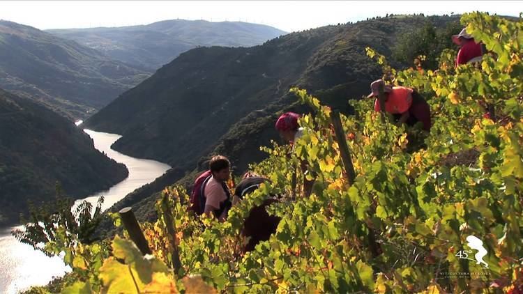 Galician wine httpsiytimgcomviqrHV2JHuwxImaxresdefaultjpg