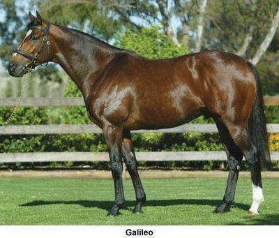 Galileo (horse) galileojpg