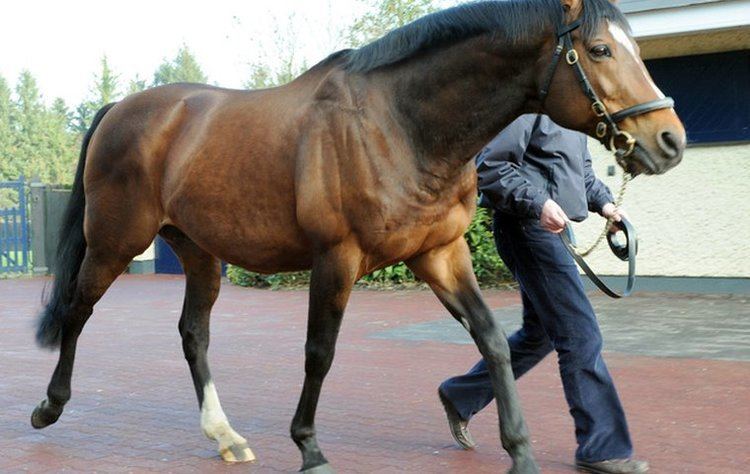 Galileo (horse) The world39s 10 most expensive stallions for 2016 Topics Sea The