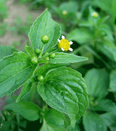 Galinsoga parviflora Galinsoga parviflora Gallant Soldier PFAF Plant Database