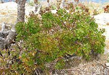 Galium buxifolium httpsuploadwikimediaorgwikipediacommonsthu