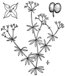 Galium concinnum httpsuploadwikimediaorgwikipediacommonsthu