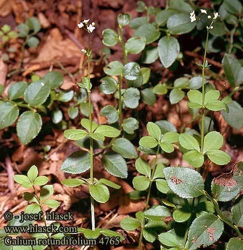 Galium rotundifolium Galium rotundifolium Gaillet a feuilles rondes Caglio foglie rotonde