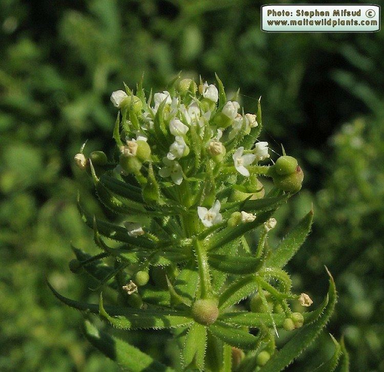 Galium spurium Wild Plants of Malta amp Gozo Plant Galium spurium False Cleavers