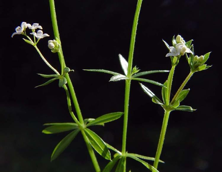 Galium uliginosum floranhmwienacatBilderGOGaliumuliginosum