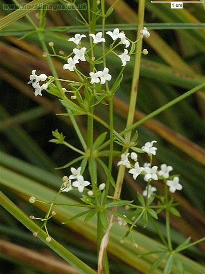 Galium uliginosum Galium uliginosum picture 3 of 6