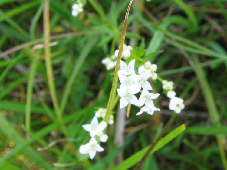 Galium uliginosum FileGalium uliginosumjpeg Wikimedia Commons