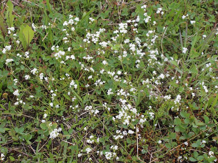 Galium uliginosum FileGalium uliginosum Oulu Finland 14062013jpg Wikimedia Commons