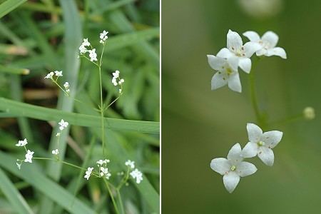 Galium uliginosum Galium uliginosum