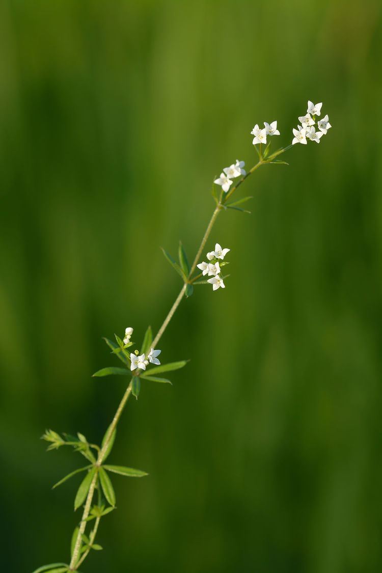 Galium uliginosum Galium uliginosum Wikipedia