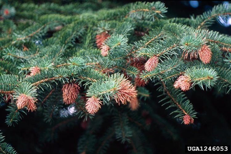 Gall adelgid Forest Pest Insects in North America a Photographic Guide