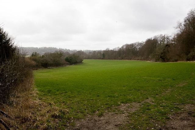 Galley Down Wood
