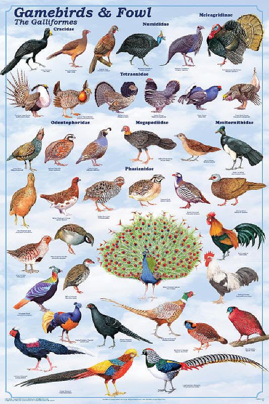 Galliformes Galliformes Game Birds and Game Fowl