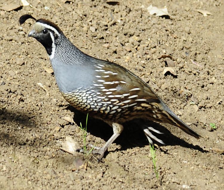 Galliformes 1000 images about Kwartels New World quail Galliformes