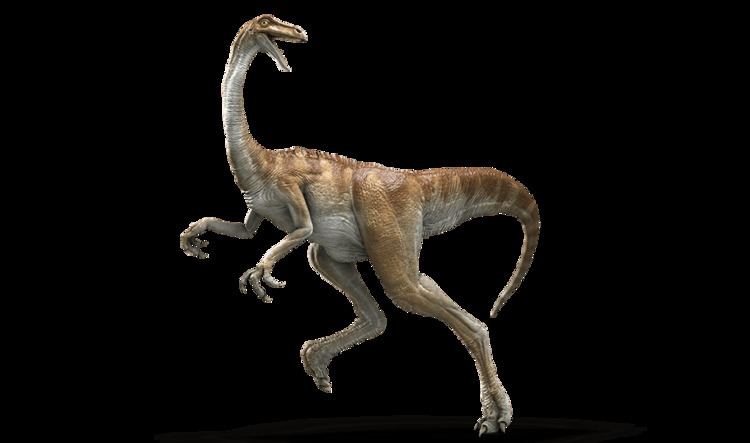 Gallimimus Gallimimus Facts and Pictures