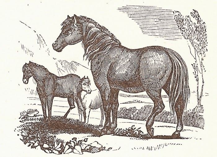 Galloway pony The Galloway Pony The horse of the Reiver Falling Angels