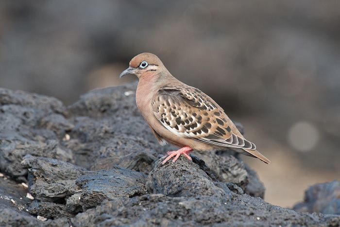 Galápagos dove Galapagos Dove Zenaida galapagoensis