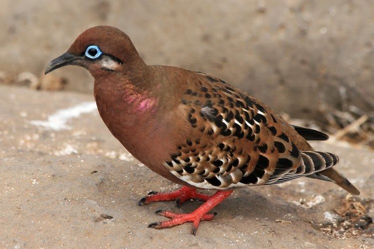 Galápagos dove Panoramio Photo of Galapagos dove