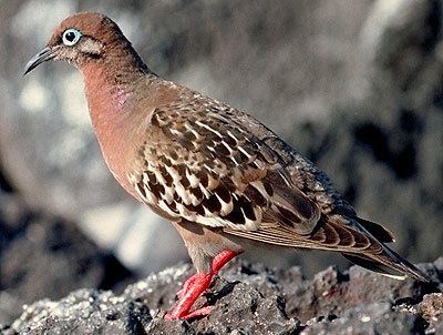 Galápagos dove Photo Journal DiscoverGalapagoscom